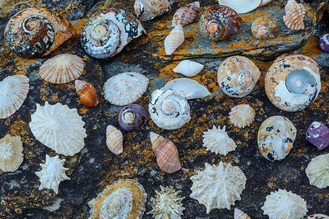  Various mussels and snails on boulder, Otter Trail, Tsitsikamma Section, Garden Route National Park, Eastern Cape, South Africa 