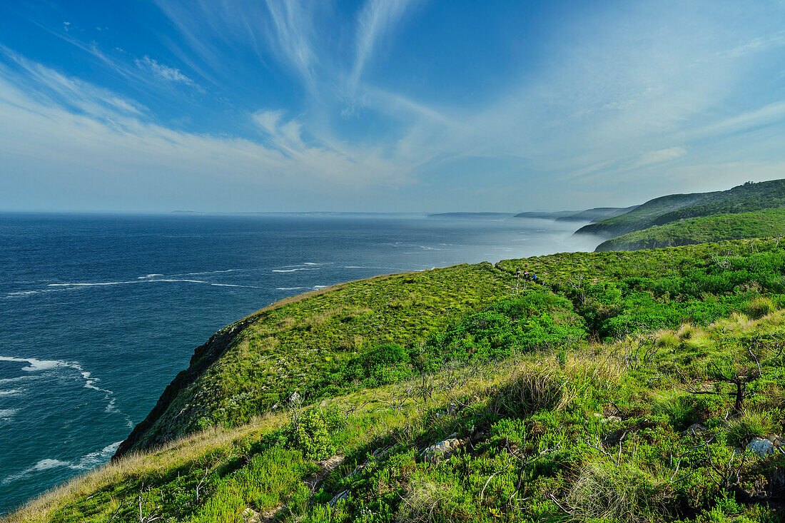  Otter Trail path through coastal vegetation, Otter Trail, Tsitsikamma Section, Garden Route National Park, Eastern Cape, South Africa 