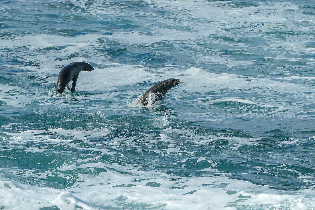  Two seals hunting in the sea off Robberg Island, Robberg Nature Reserve, Garden Route National Park, Western Cape, South Africa 