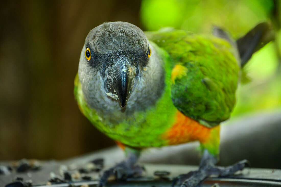 Rotsteißpapagei, Pionus, Birds of Eden, Plettenberg Bay, Western Cape, Südafrika