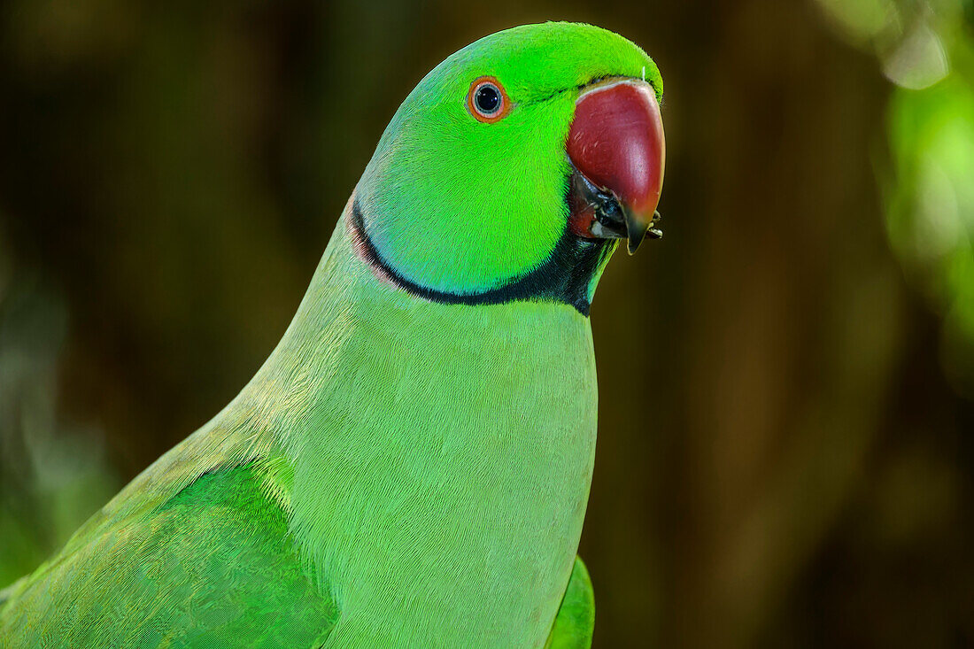  Ring-necked Parakeet, Psittacula krameri, Birds of Eden, Plettenberg Bay, Western Cape, South Africa 