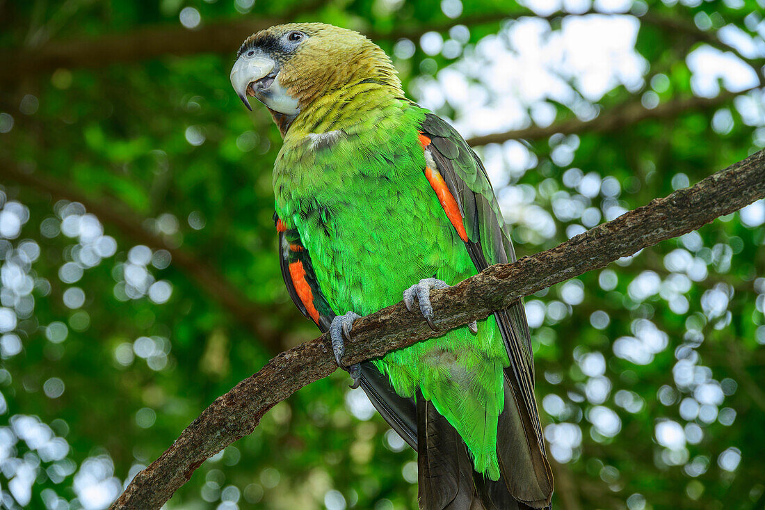  Cape Parrot, Poicephalus robustus, Birds of Eden, Plettenberg Bay, Western Cape, South Africa 