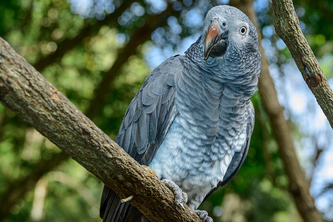  African Grey Parrot, Psittacus timneh, Birds of Eden, Plettenberg Bay, Western Cape, South Africa 