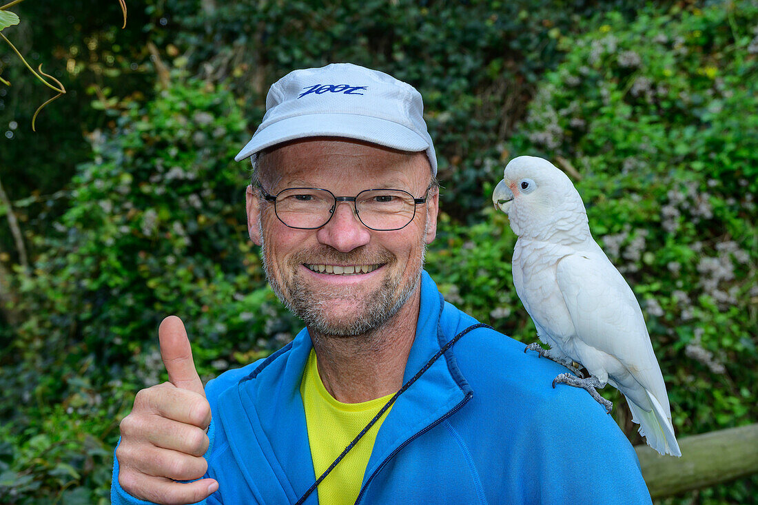  Goffin&#39;s Cockatoo sitting on man&#39;s shoulder, Cacatua goffiniana, Birds of Eden, Plettenberg Bay, Western Cape, South Africa 