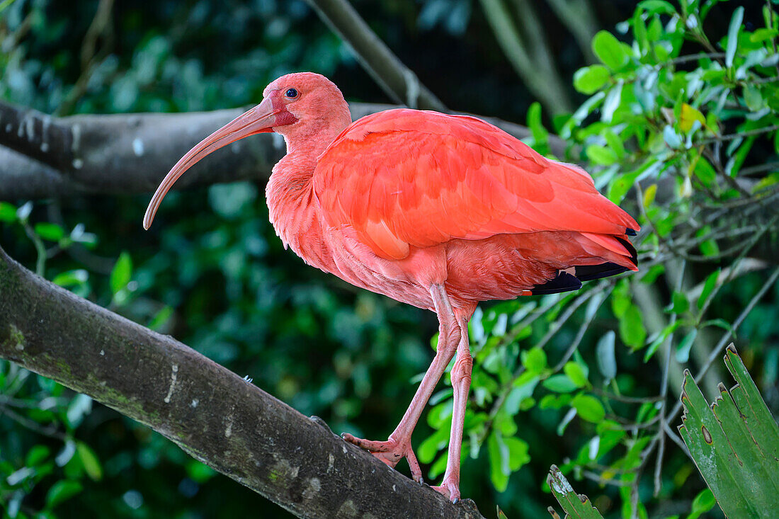  Red-billed Ibis, Eudocimus ruber, Birds of Eden, Plettenberg Bay, Western Cape, South Africa 