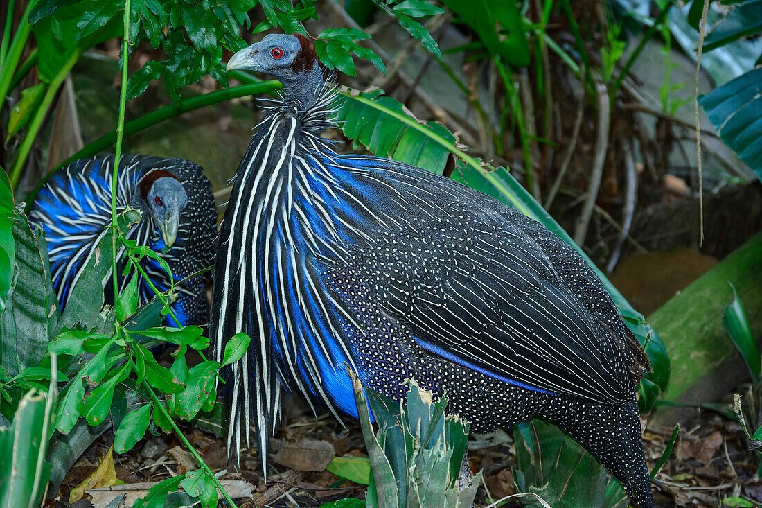  Vultured Guineafowl, Acryllium vulturinum, Birds of Eden, Plettenberg Bay, Western Cape, South Africa 