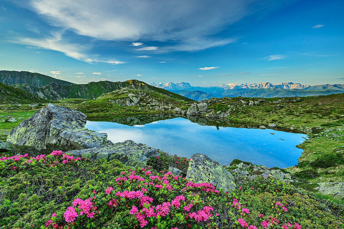 Bärentaler See mit Alpenrosen im Vordergrund und Dolomiten im Hintergrund, Pfunderer Höhenweg, Zillertaler Alpen, Südtirol, Italien