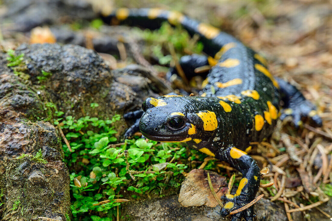  Fire salamander crawling over forest floor, Via paradiso, Millstätter See, Nockberge, Niedere Tauern, Carinthia, Austria 