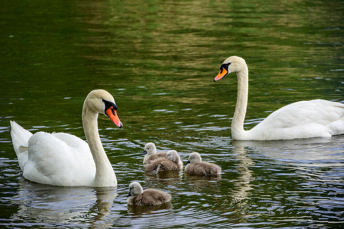  Two swans with several young swimming in Lake Millstatt, Via paradiso, Lake Millstatt, Nockberge, Niedere Tauern, Carinthia, Austria 