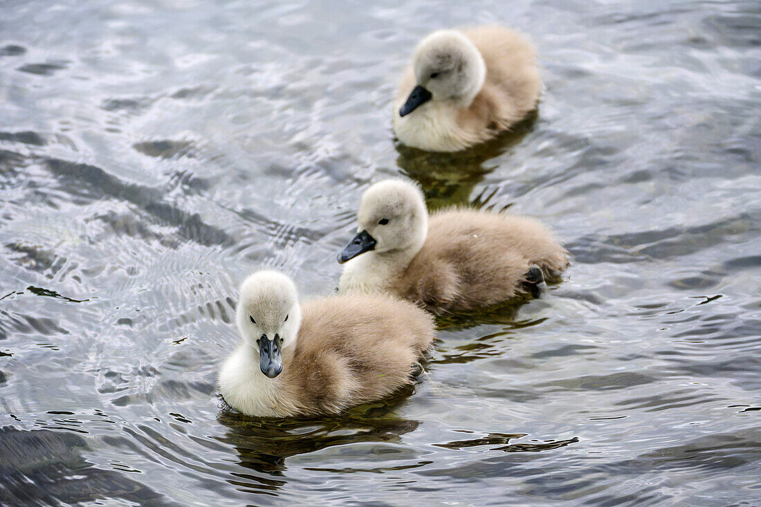  Three young swans swimming in Lake Millstatt, Via paradiso, Lake Millstatt, Nockberge, Niedere Tauern, Carinthia, Austria 