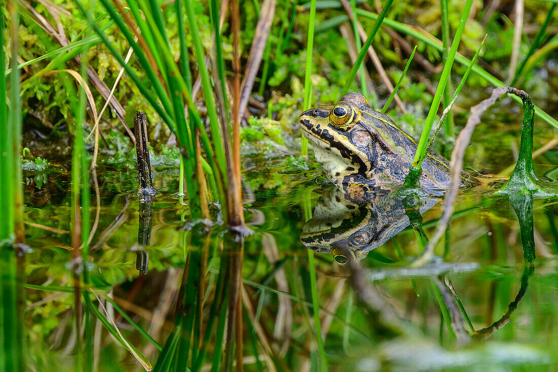  Grass frog reflected in the water, Egelsee, Via paradiso, Millstätter See, Nockberge, Niedere Tauern, Carinthia, Austria 