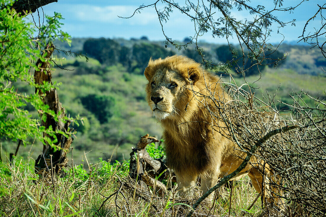  Lion looks attentively into the savannah, Lion Park, Lynnfield Park, Kwa Zulu Natal, South Africa 