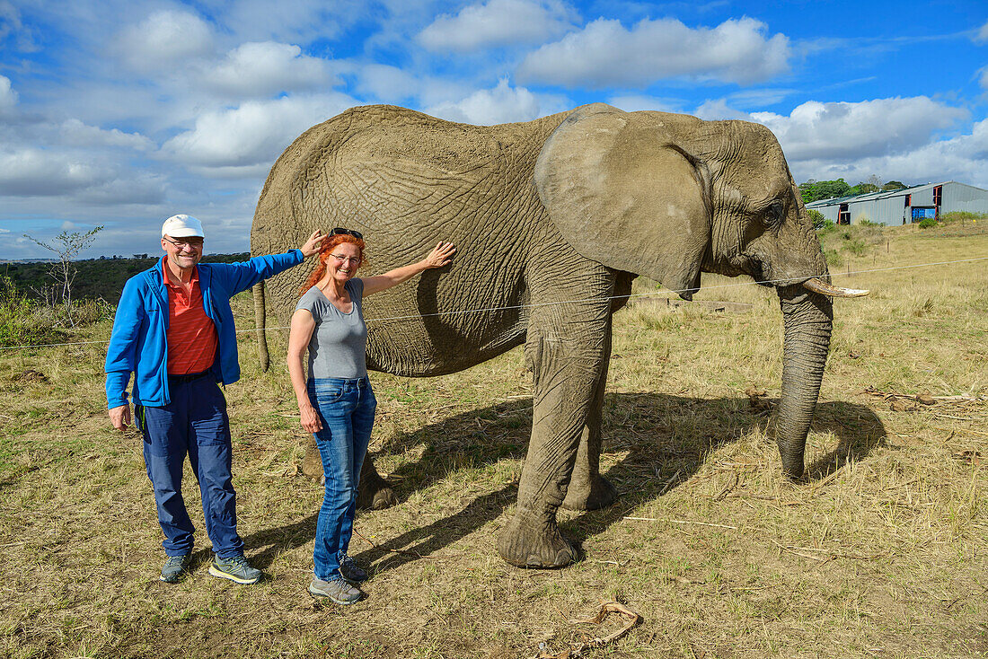  Man and woman petting elephants, Lion Park, Lynnfield Park, Kwa Zulu Natal, South Africa 