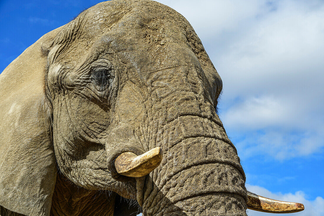 Kopfporträt eines Elefanten, Lion Park, Lynnfield Park, Kwa Zulu Natal, Südafrika