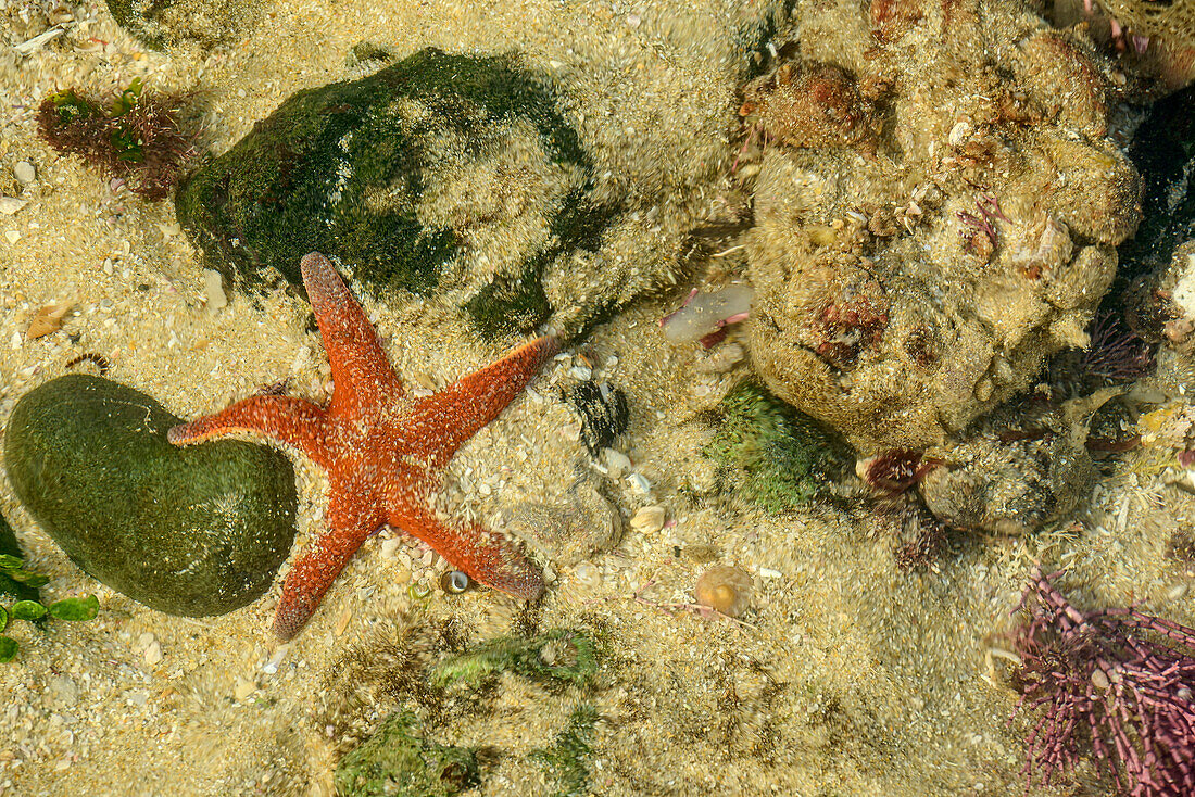  Red starfish lying on the sea floor, Cannon Rocks Trail, Addo Elephant National Park, Eastern Cape, South Africa 