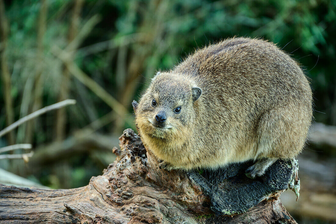  Rock hyrax sitting on tree trunk, Storms River, Tsitsikamma Section, Garden Route National Park, Eastern Cape, South Africa 