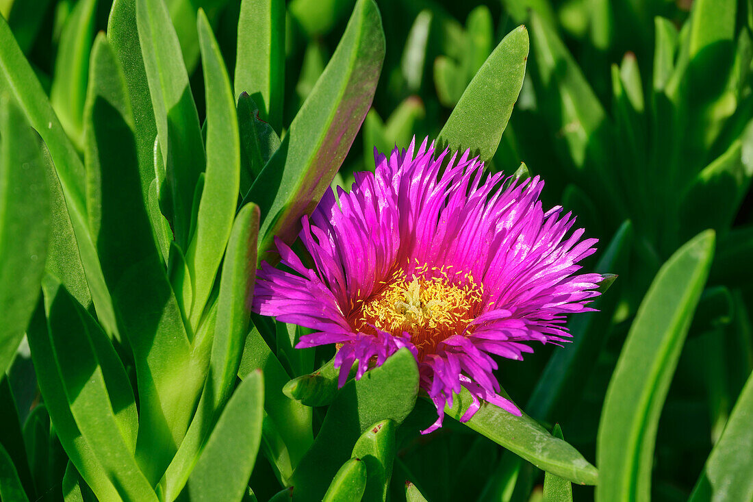 Pink blühende Mittagsblume, Storms River Mouth Trail, Tsitsikamma Section, Garden Route National Park, Eastern Cape, Südafrika