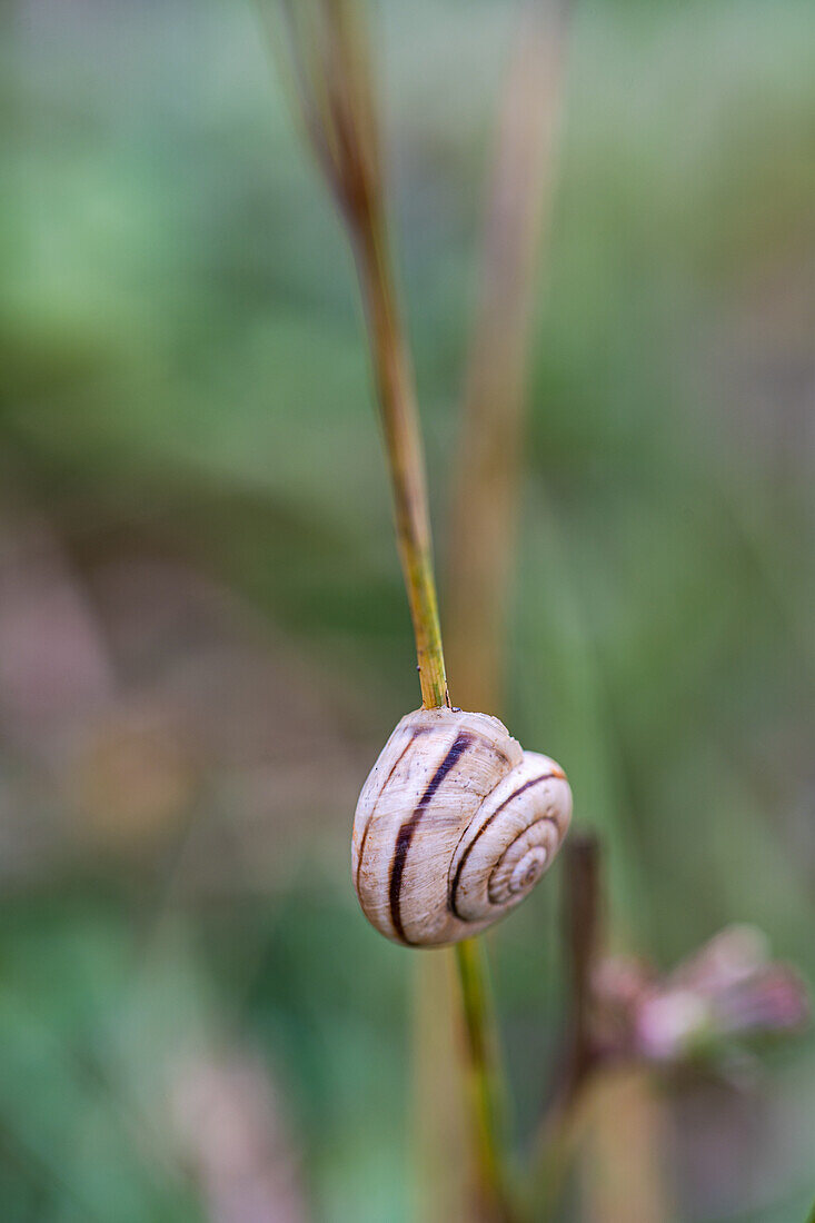 Schnecke auf Grashalm an einem regnerischen Tag im Wald