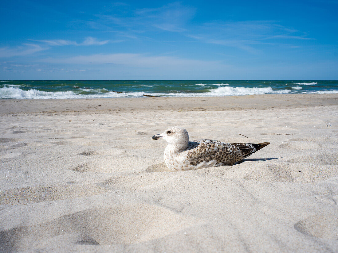  Seagull on the Baltic Sea beach, Weststrand, Ahrenshoop, Prerow, Baltic Sea, Fischland, Darß, Zingst, Vorpommern-Rügen district, Mecklenburg-Vorpommern, Western Pomerania region, Germany, Europe 