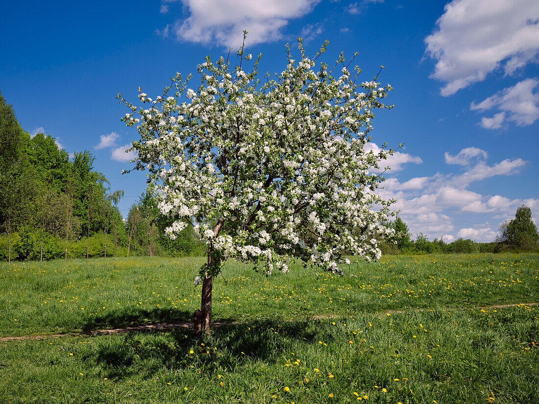 Single apple tree (Malus domestica) in blossom in spring. Bitsevski Park (Bitsa Park), Moscow, Russia.