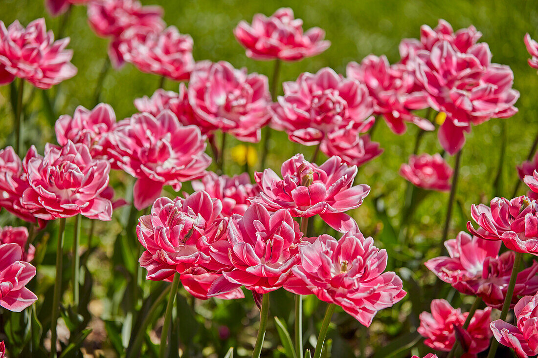  Nahaufnahme blühender rosa Tulpen im Museumsreservat Kolomenskoje. Moskau, Russland. 