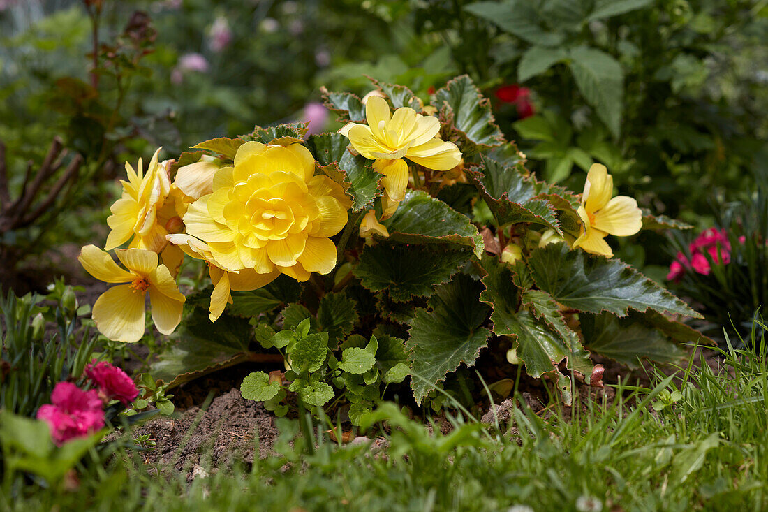 Begonia plant with yellow flowers grows on a flower bed in allotment garden.