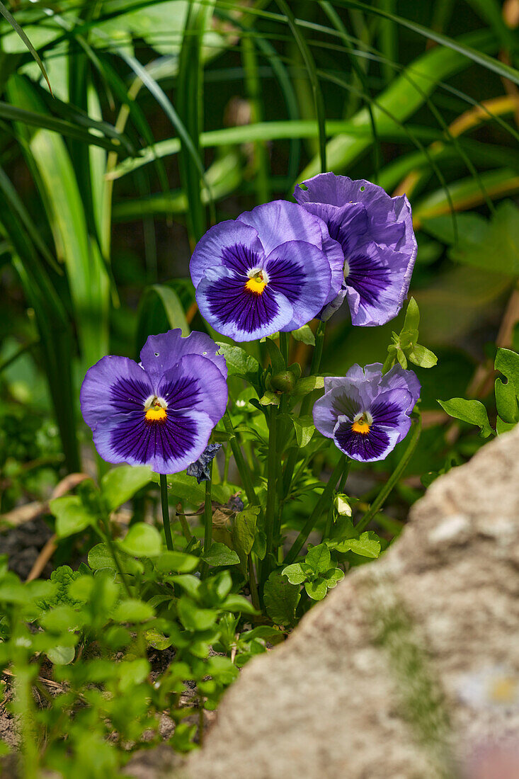 Garden pansies (Viola x wittrockiana) grow on a flower bed in allotment garden. 