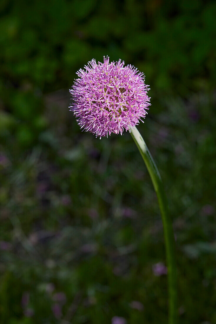 Close up view of a giant onion (Allium giganteum) flower head.