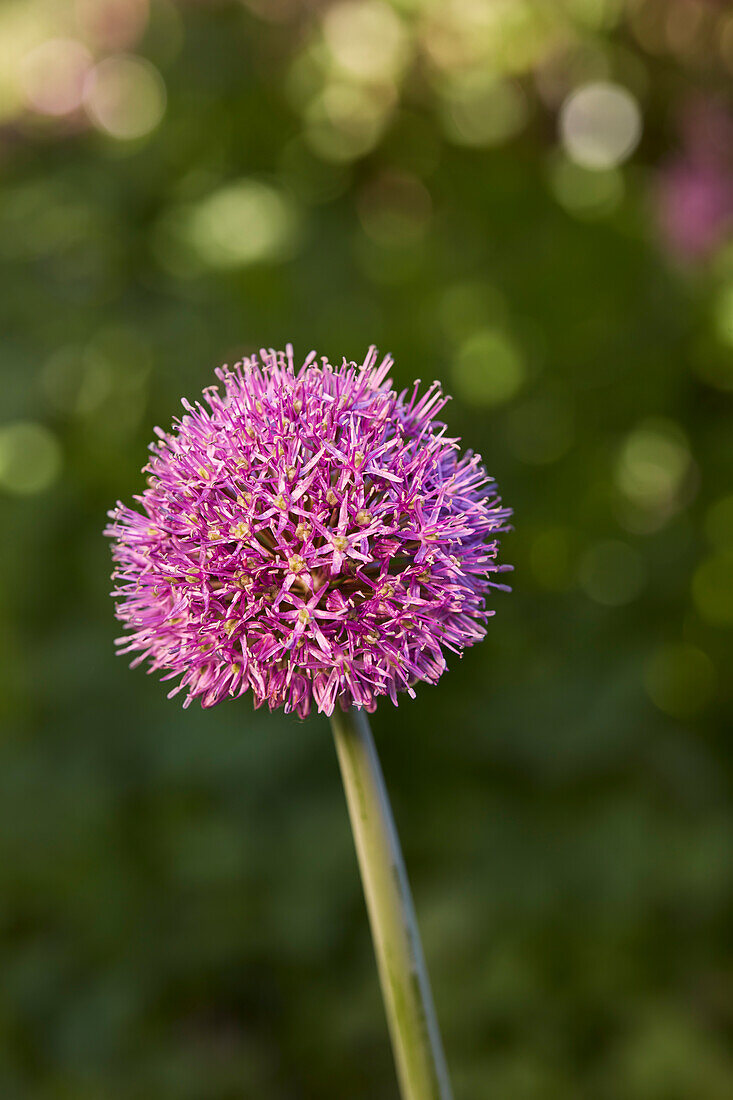 Close up view of a giant onion (Allium giganteum) flower head.