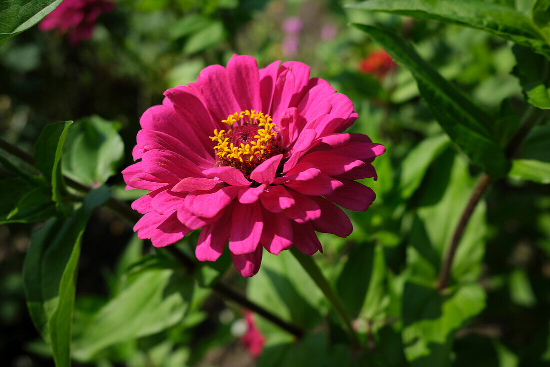 Nahaufnahme einer Blüte der Gewöhnlichen Zinnie oder Eleganten Zinnie (Zinnia elegans).