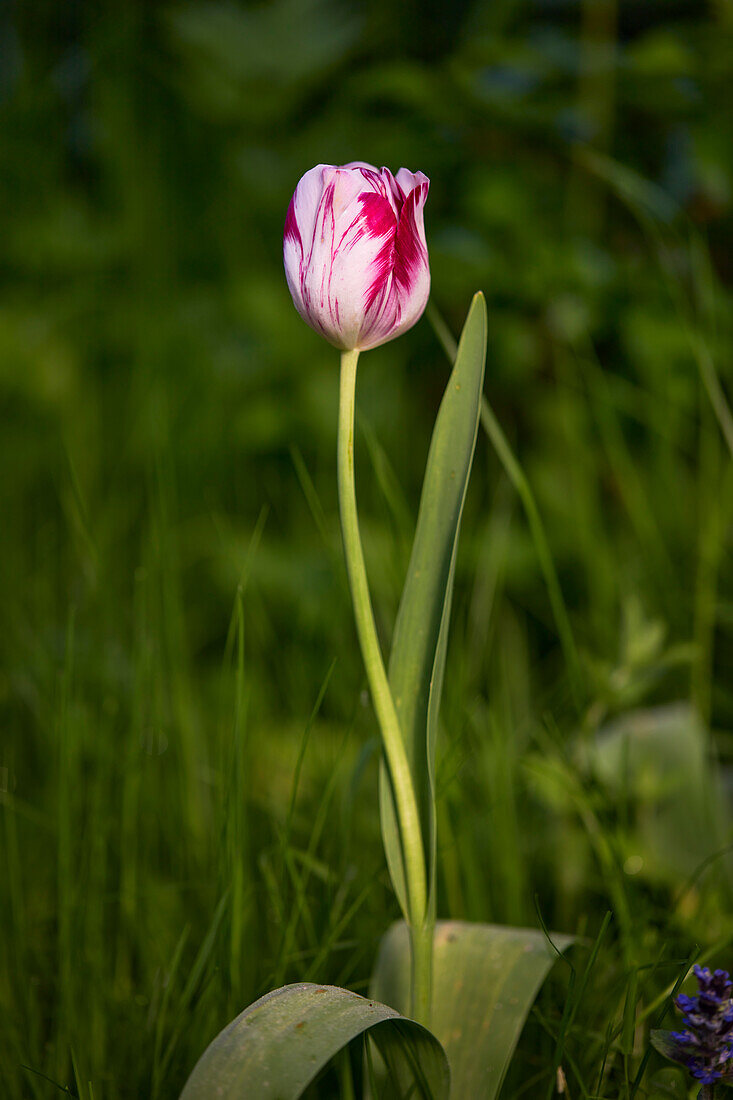 Im Kleingarten wächst eine ungeöffnete rot-weiß gestreifte Tulpe