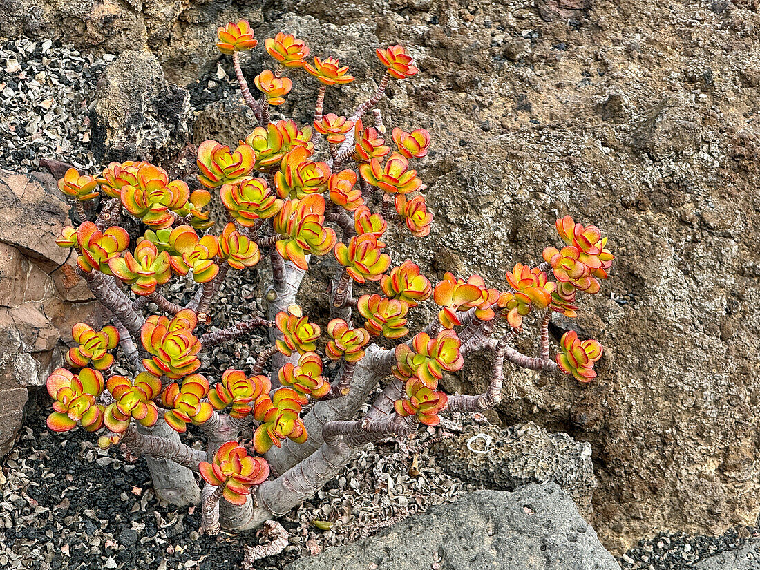 Dickblatt, Kaktusgarten Jardín de Cactus, Lanzarote, Kanarische Inseln, Spanien