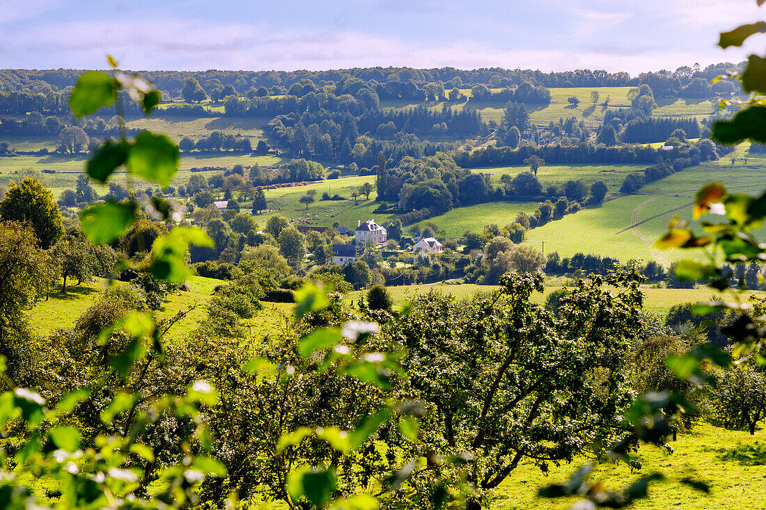 Hügellandschaft der Pays d'Auge mit traditionellen Bauernhäusern und Apfelbäumen bei Camembert im Département Calvados in der Region Normandie in Frankreich