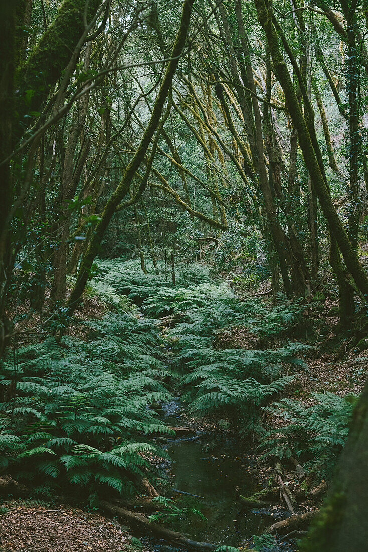  Nature photographs of the mountain landscape and the cloud forest El Cedro on the Canary Island of La Gomera. 