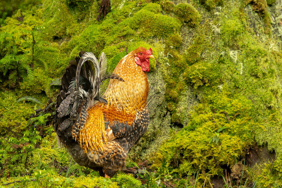 Hahn mit bunten Federn in der üppig grünen Natur der Insel Terceira, Azoren, Portugal