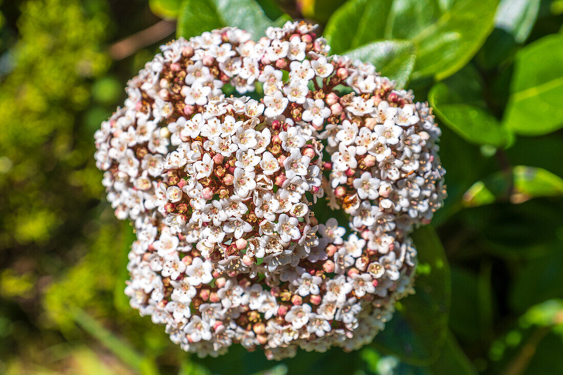 Lorbeerblättrige Schneeball (Viburnum tinus), blühend, Vegetation auf der Insel Flores, Azoren, Portugal