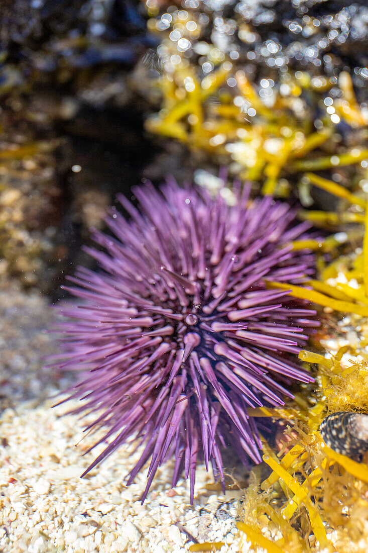 Seeigel (Echinoidea), unter Wasser, Insel Mauritius, Indischer Ozean, Ost-Afrika