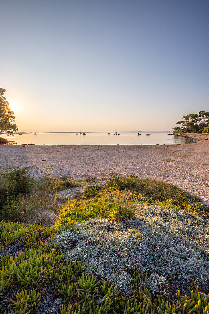  Island of Vir, landscape shot by the sea with pine forest on the coast. Sunrise near Zadar, Dalmatia, Croatia, Adriatic Sea 