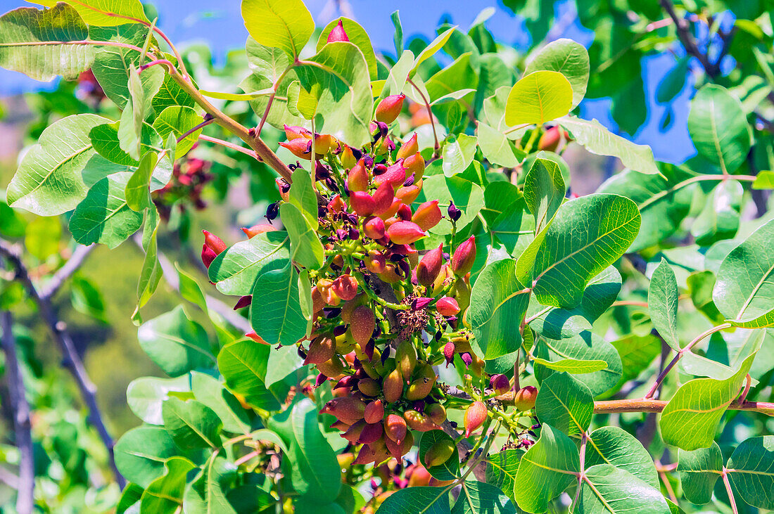  Pistachio bush with pistachios in Agia Marina about 25 km from Athens, here beach with ducks and boat 