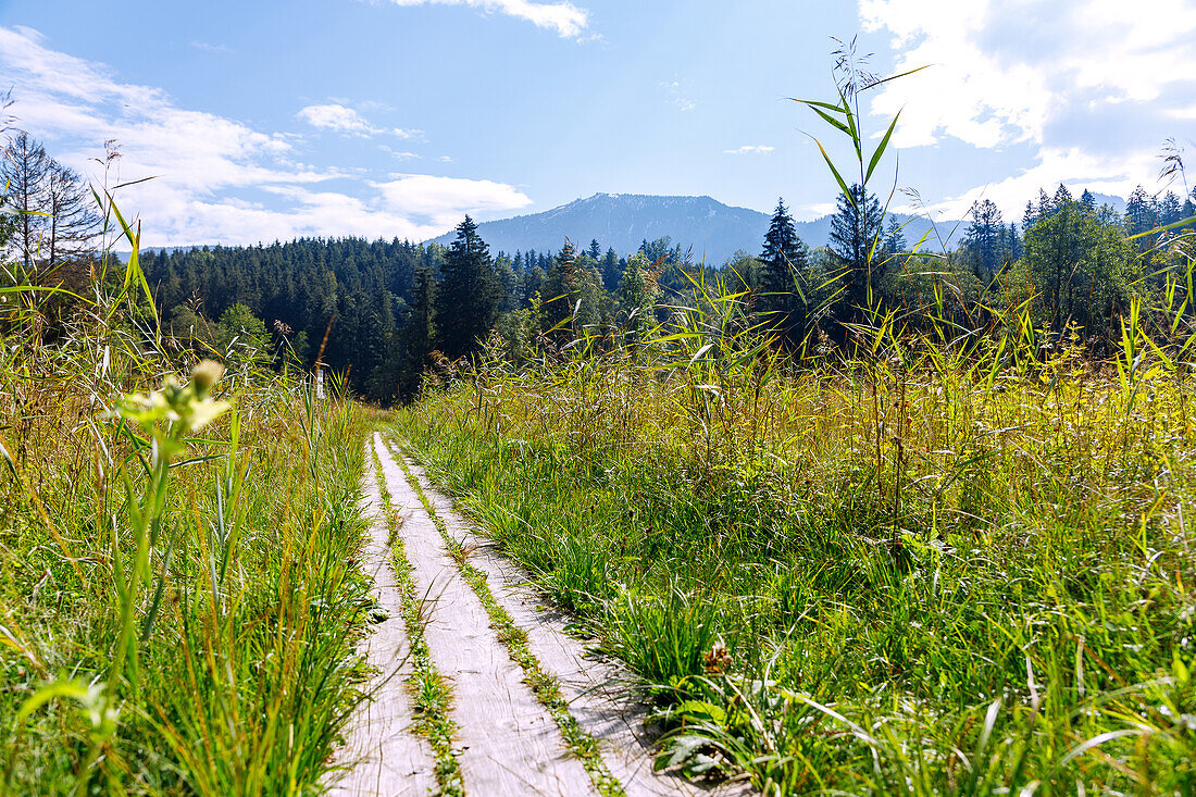 Holzstege durch das Feuchtgebiet auf dem Wanderweg Samerberger Filze am Brenkengraben bei Törwang am Samerberg im Chiemgau in Oberbayern in Deutschland