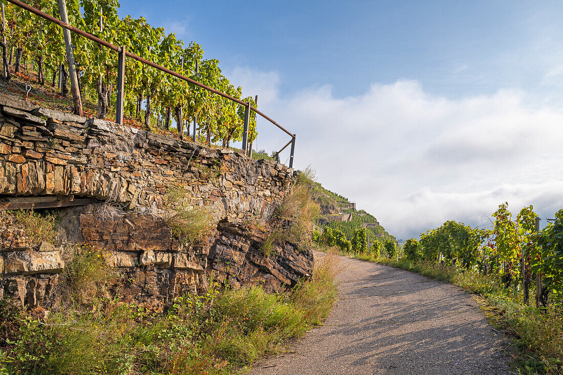 Septembermorgen in den Weinbergen oberhalb Winningen, Moseltal, Rheinland-Pfalz, Deutschland, Europa