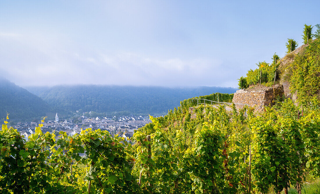 Septembermorgen in den Weinbergen oberhalb Winningen, Moseltal, Rheinland-Pfalz, Deutschland, Europa