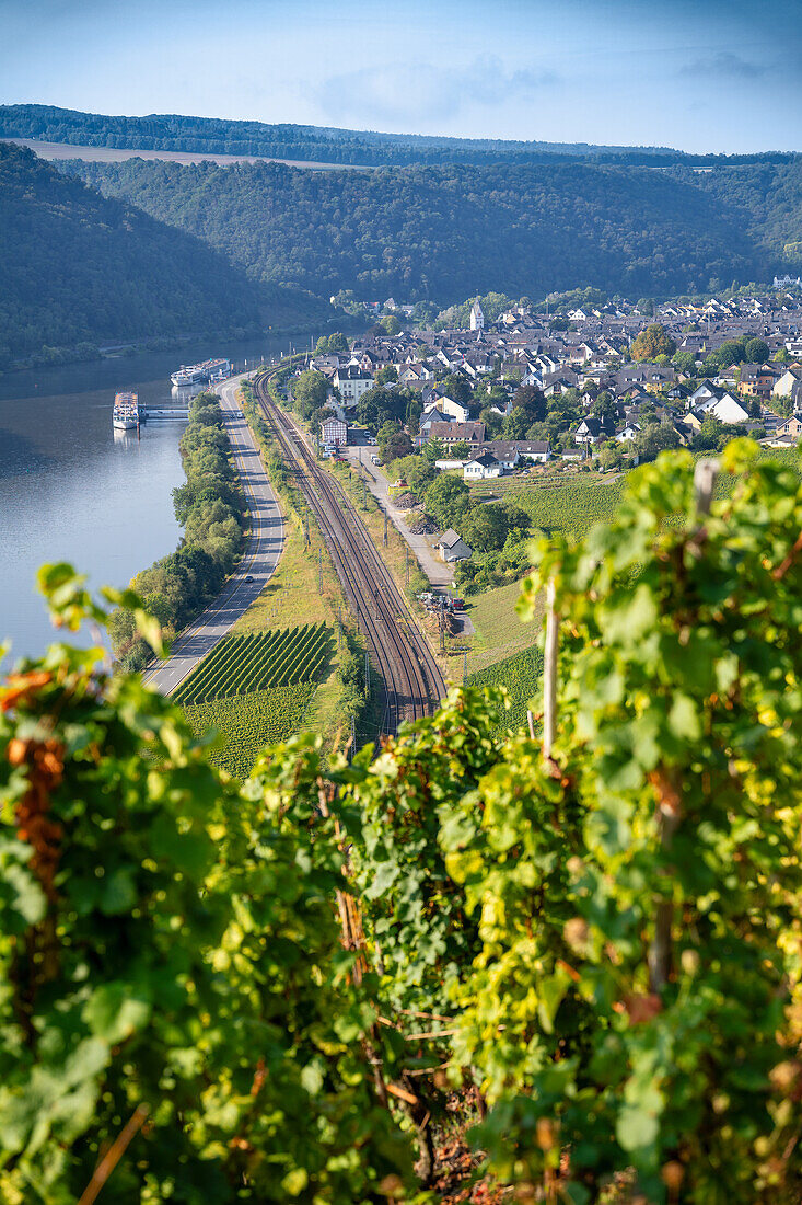  View over the vineyards of Winningen in September, Moselle Valley, Rhineland-Palatinate, Germany, Europe 