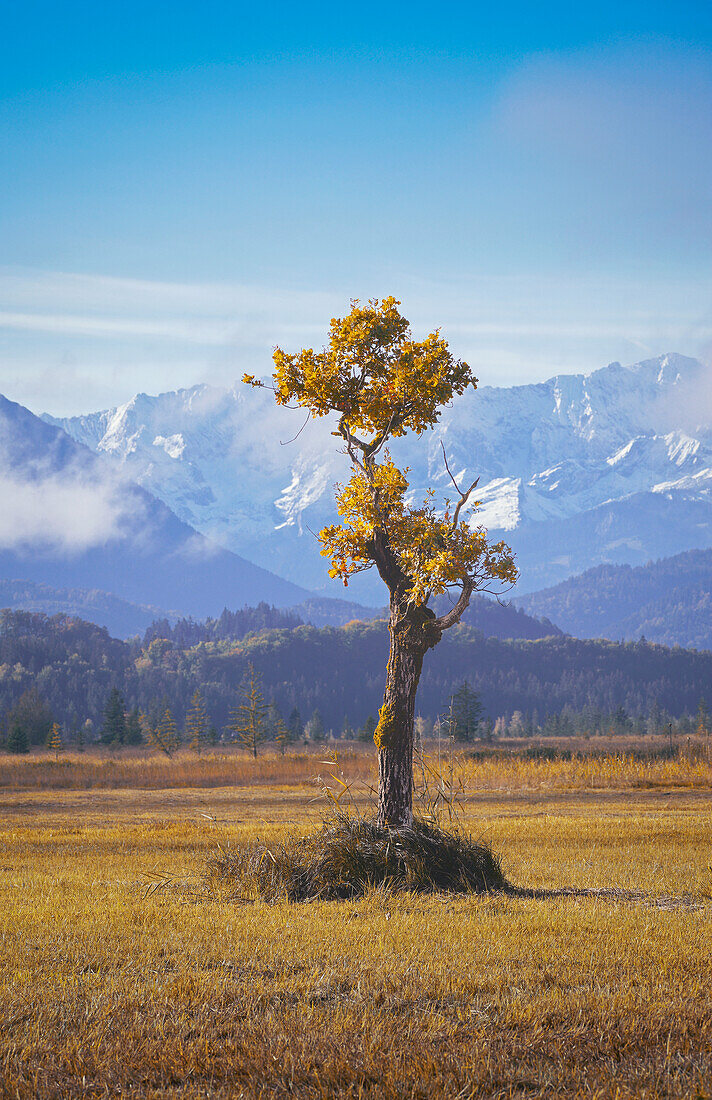  Autumn morning in the Murnauer Moos, Murnau, Bavaria, Germany, Europe 