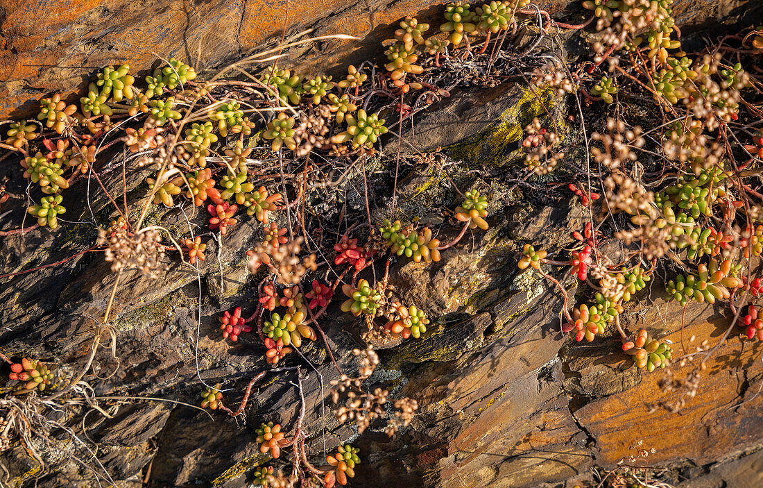  Wall in the vineyard - detail, Moselle Valley, Rhineland-Palatinate, Germany, Europe 