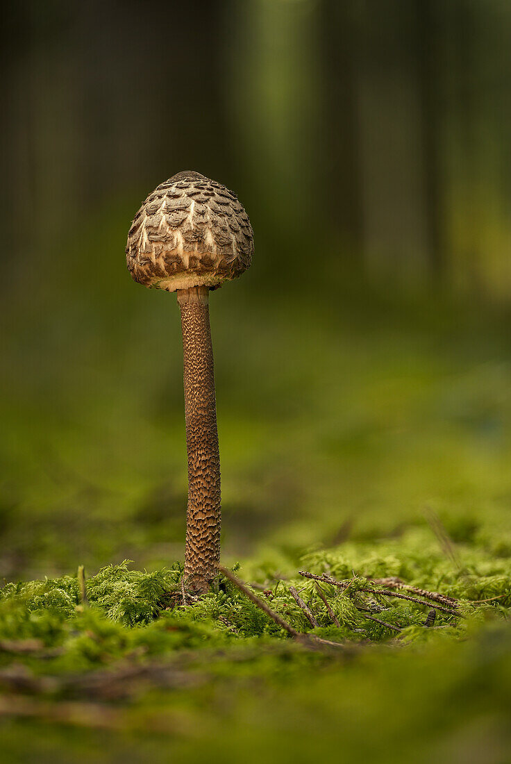 Parasolpilz im Herbstwald, Bayern, Deutschland