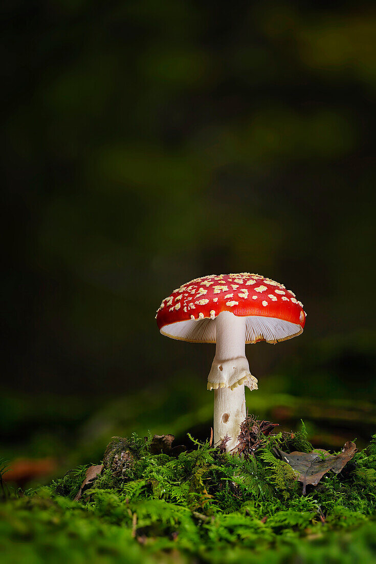 Fliegenpilz im Herbstwald, Bayern, Deutschland