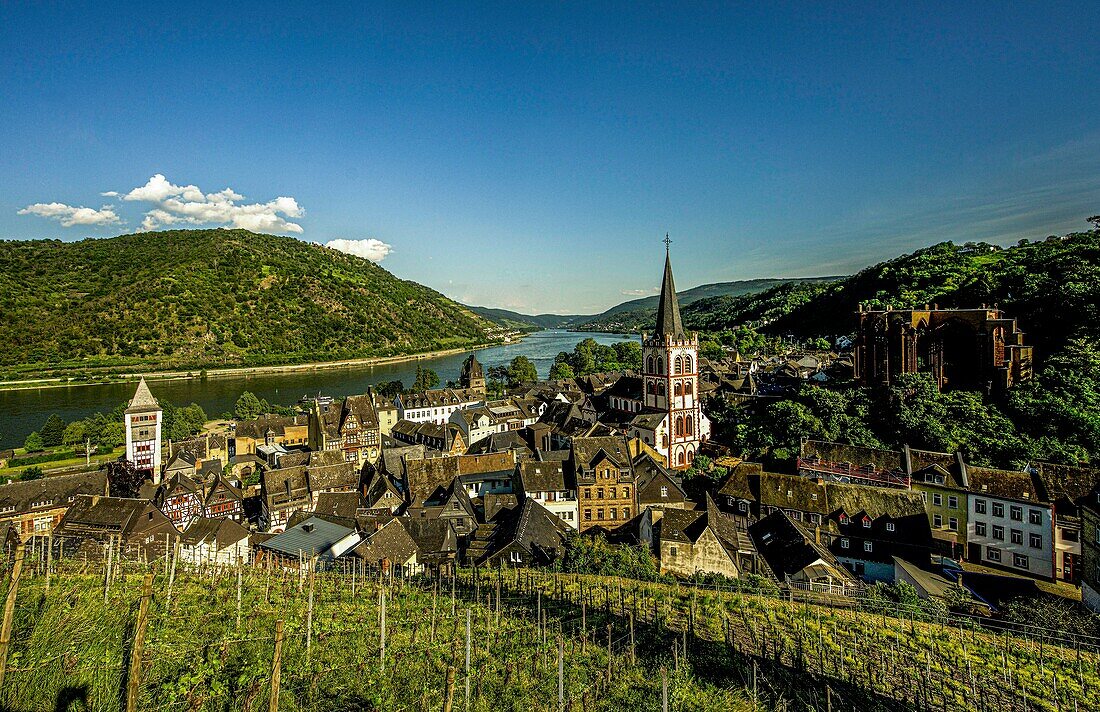  View from the vineyard to the old town of Bacharach and the Rhine Valley, Upper Middle Rhine Valley, Rhineland-Palatinate, Germany 