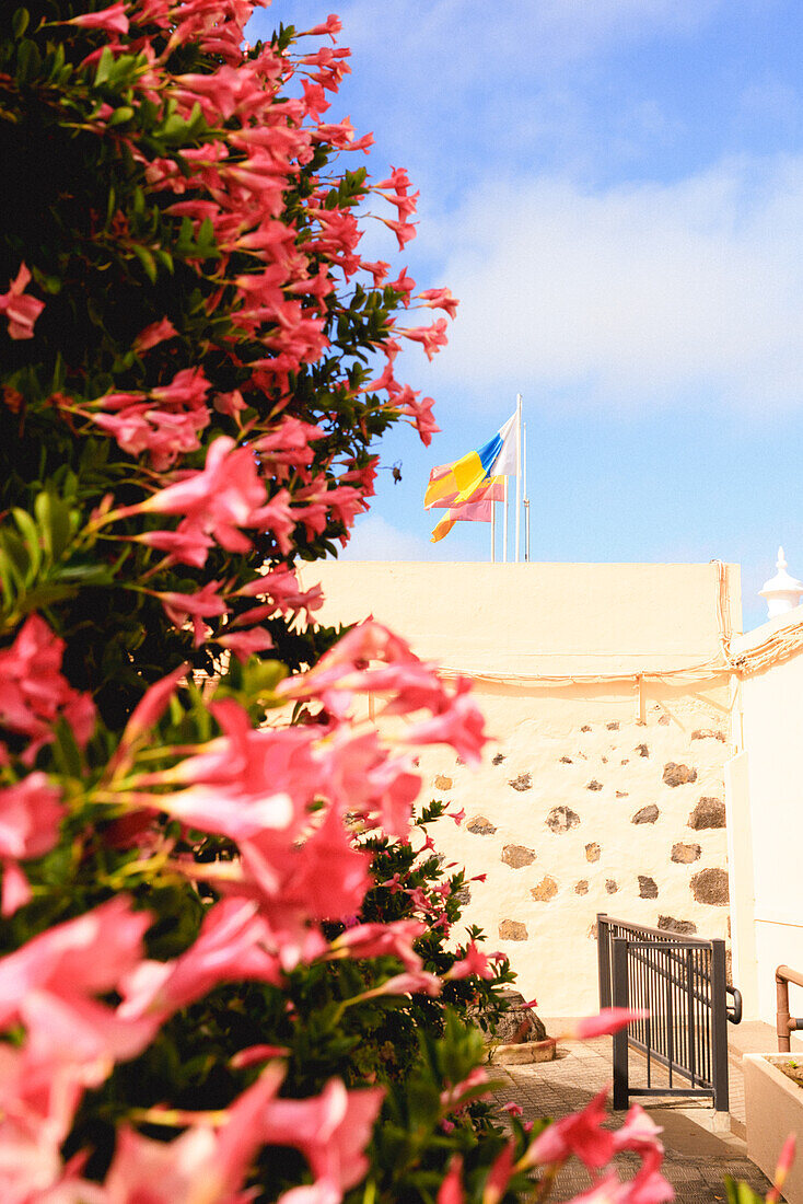 Bougainvillae, Hafenstadt Santa Cruz de La Palma, kanarische Insel La Palma, Spanien