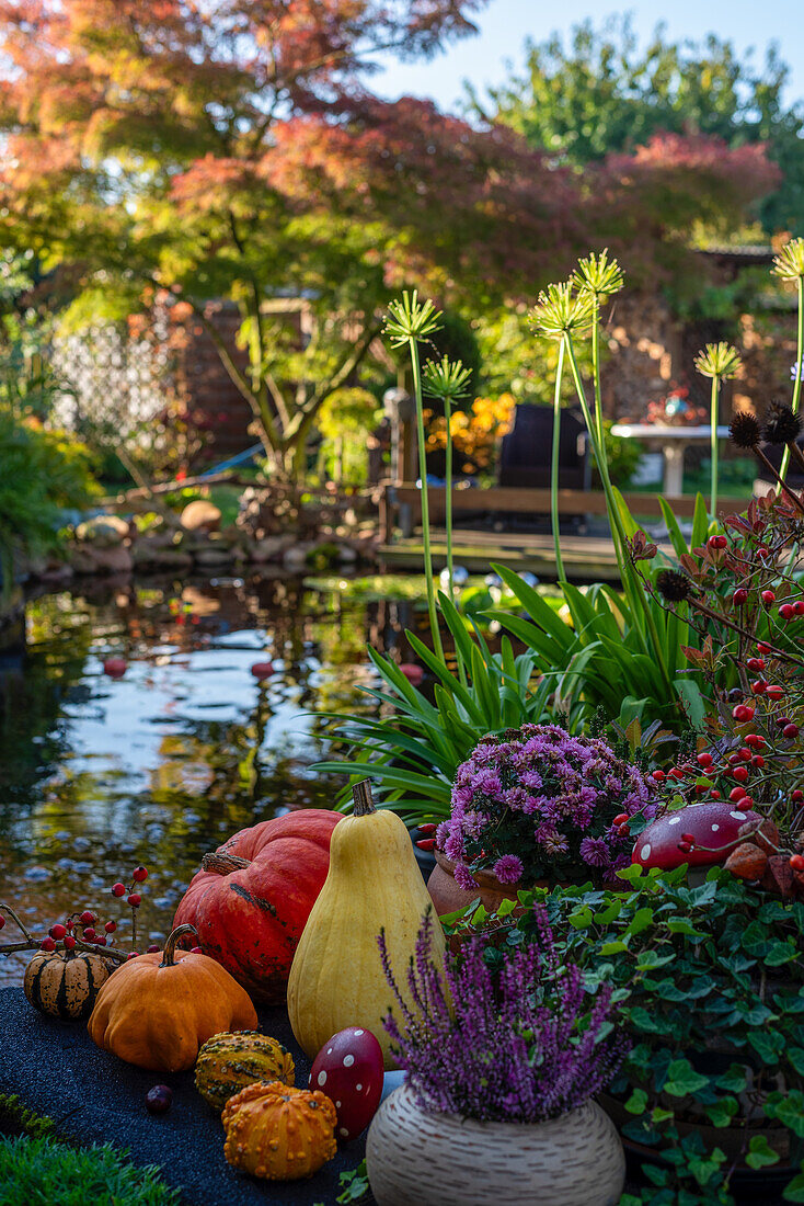 Herbstdekoration mit Kürbissen und Blumen, Garten, Deutschland